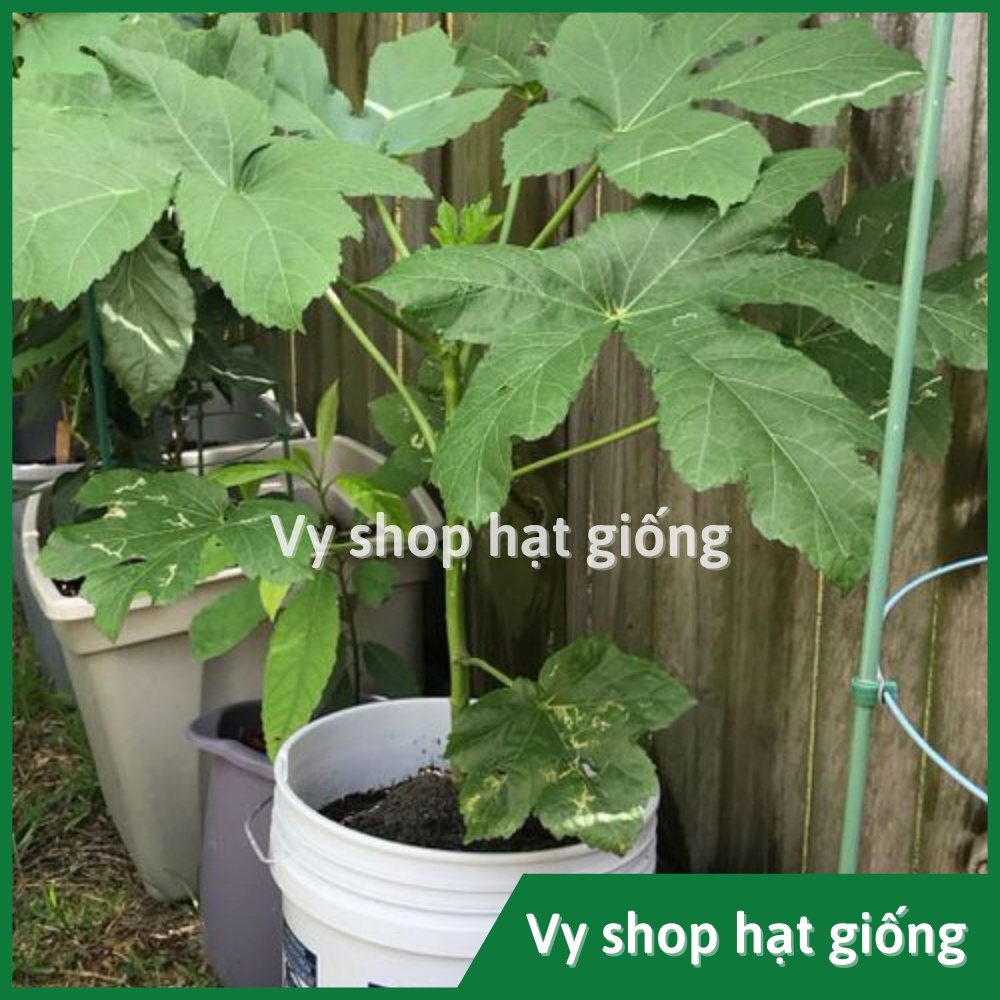 Hạt giống đậu bắp xanh Thái Lan gói 75 hạt