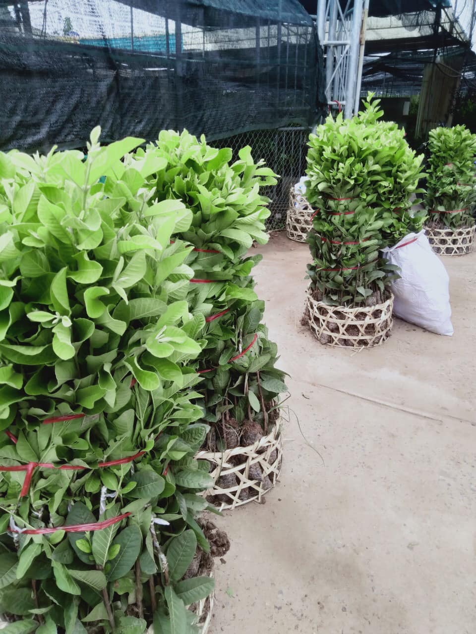 Cây ổi lê đài loan cao 70-80 cm (ảnh thật)