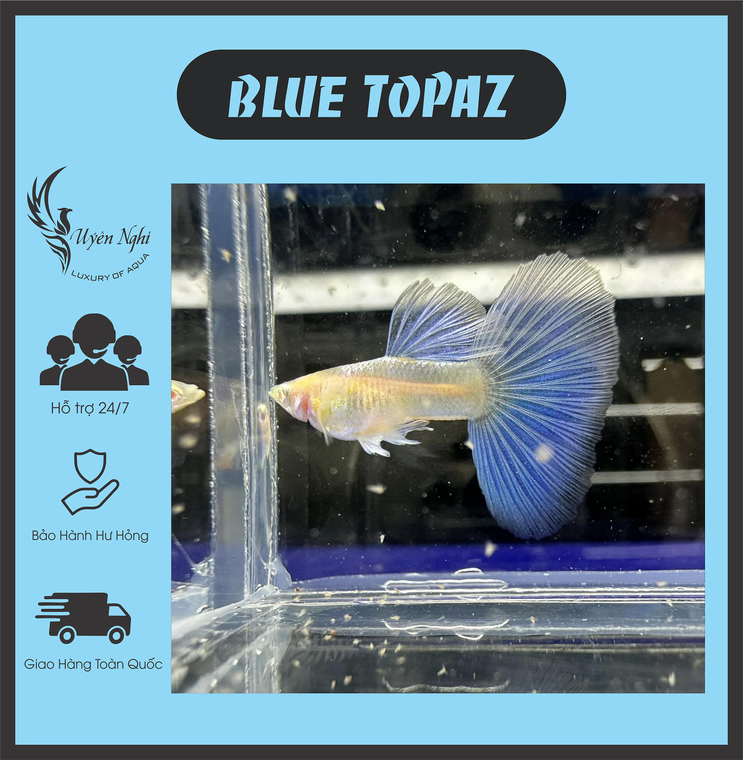[Mua 5 tặng 1] Blue topaz guppy thủy sinh ( tặng thức ăn ) + rong trúc