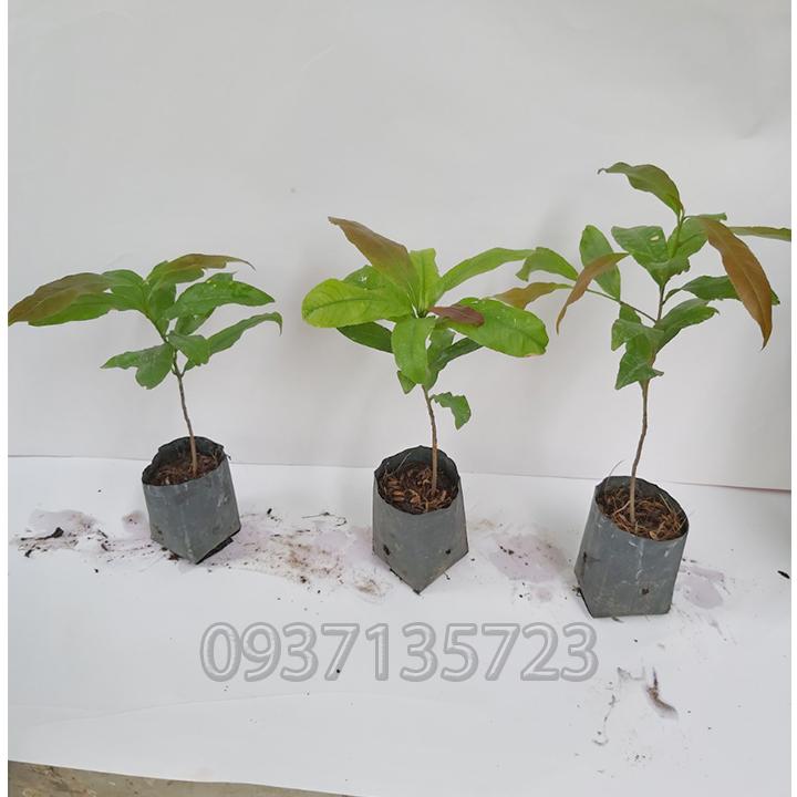 combo 5 cây mai giống cao từ  10-15cm