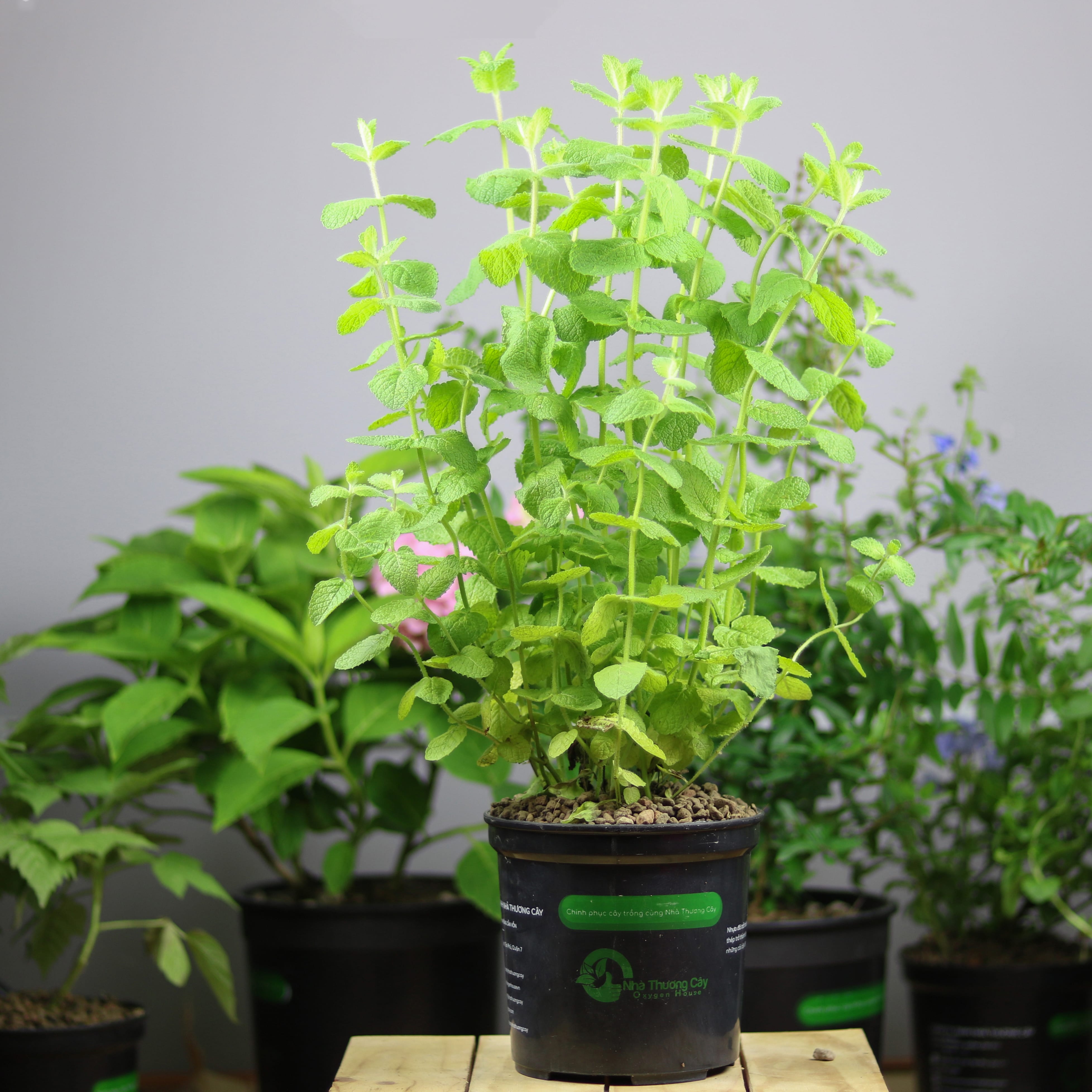 Cây gia vị | Bạc hà táo | Apple Mint