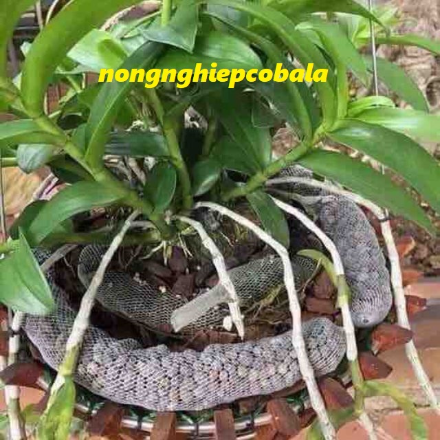 [HCM]Combo 10 Phân Dê Túi Lưới 15cm Đặt Gốc Lan Hoa Kiểng