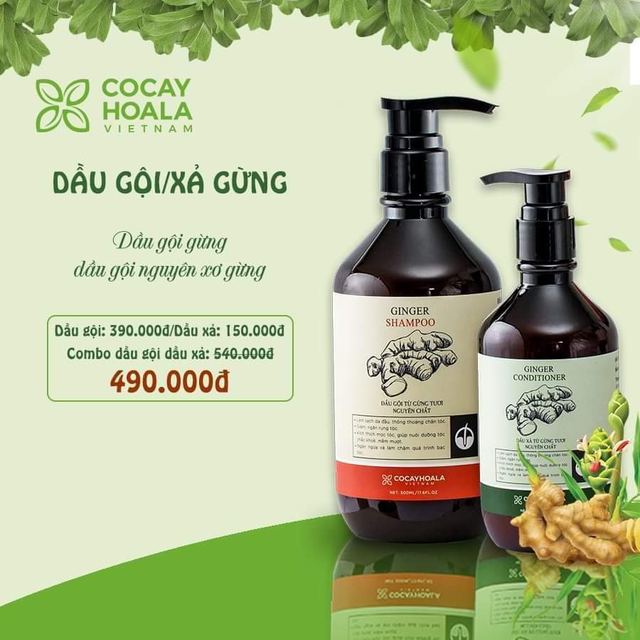 GỘI GỌI/ XẢ RỪNG GINGER SHAMPOO