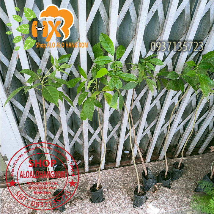 cây kèn hồng cây giống -combo 5 cây