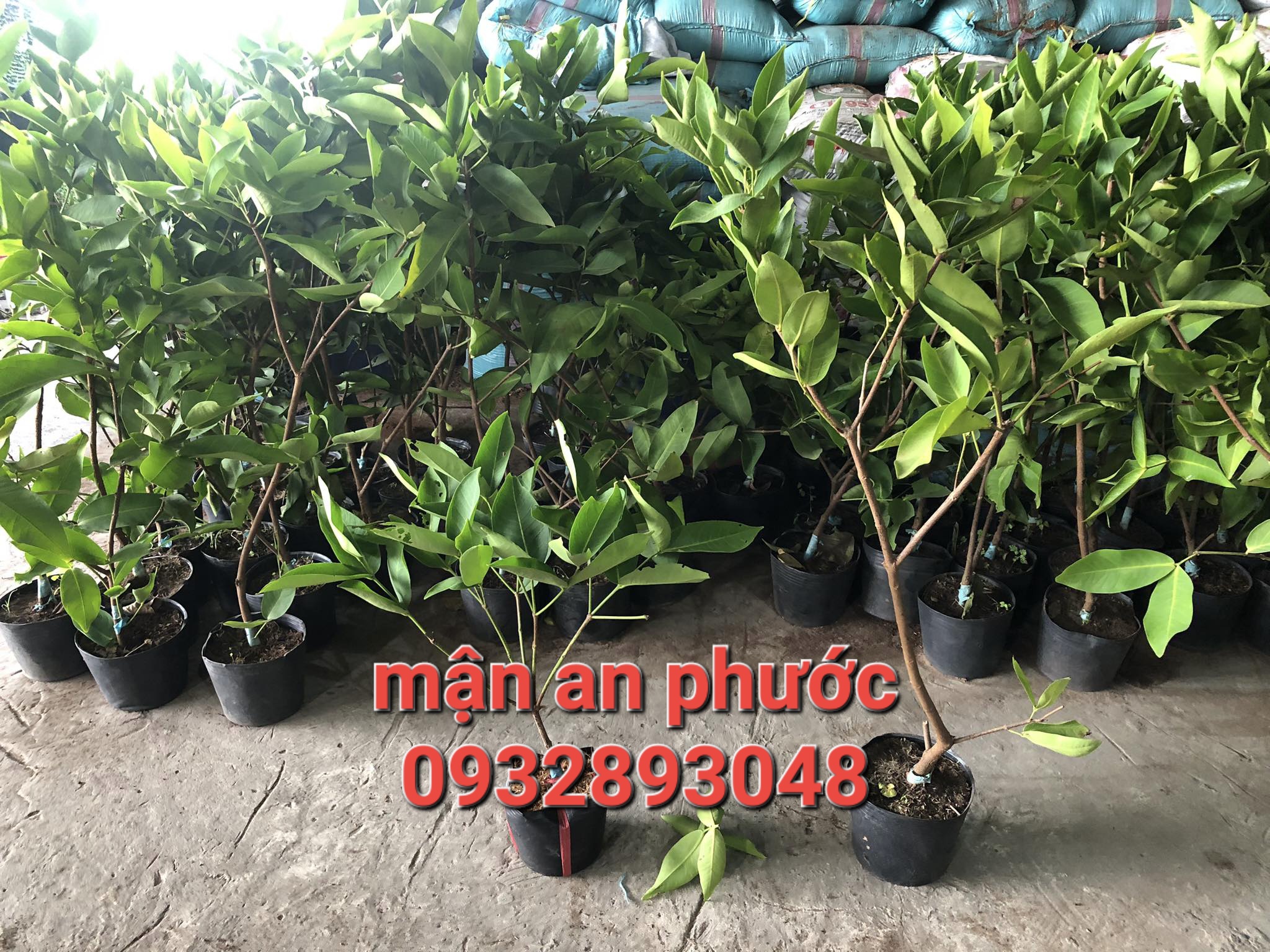 An Phuoc Plum Tree, Red Roi