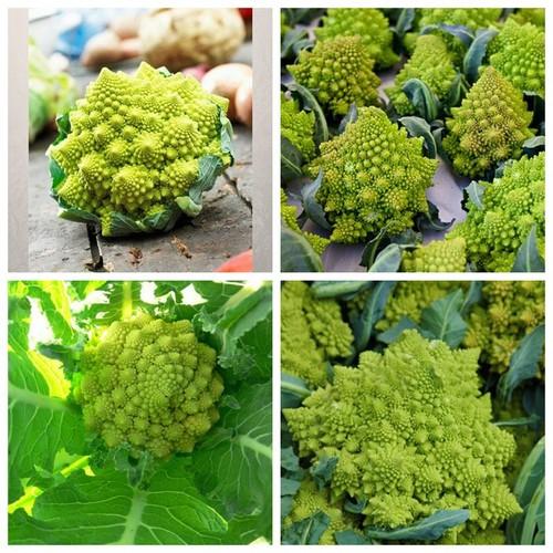Hạt giống súp lơ san hô - 1 gói 20 hạt