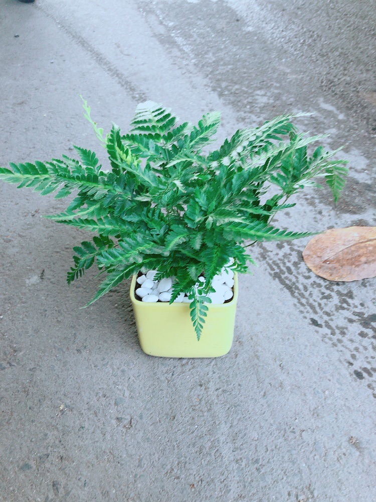 Chậu Cây Dương Sỉ