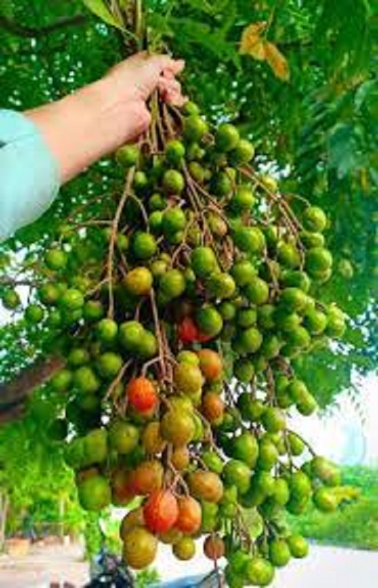 cây xoan đào giống (cây dâu da xoan ) -combo 2 cây