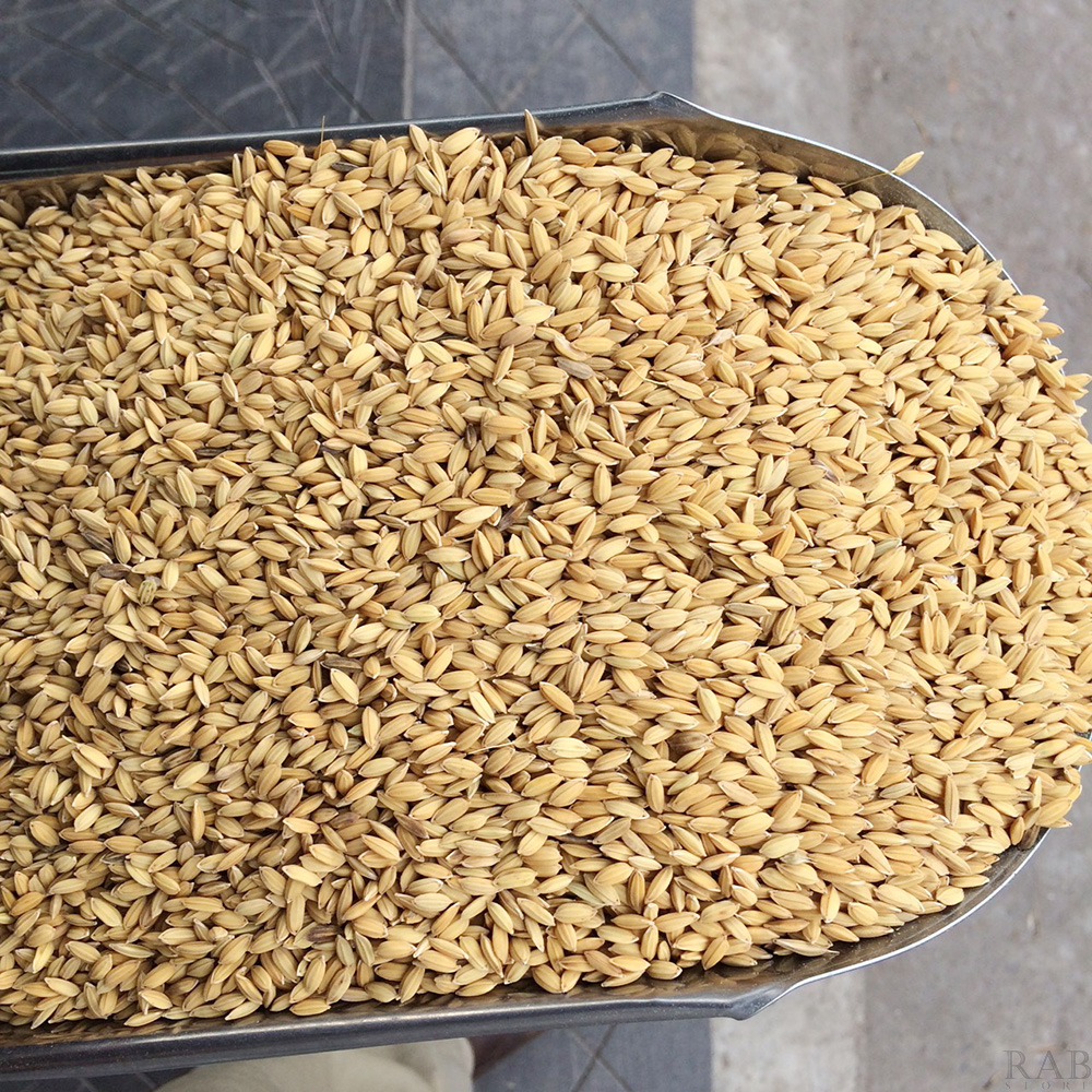 Lúa vàng cho gia cầm, hạt to mẩy, gói 1kg