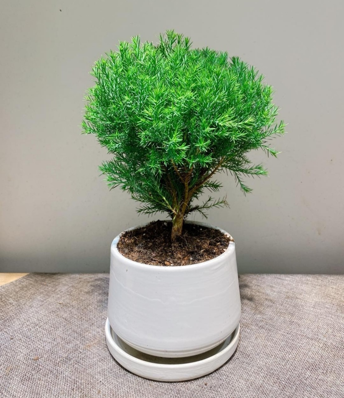 tùng bồng lai mix CHẬU