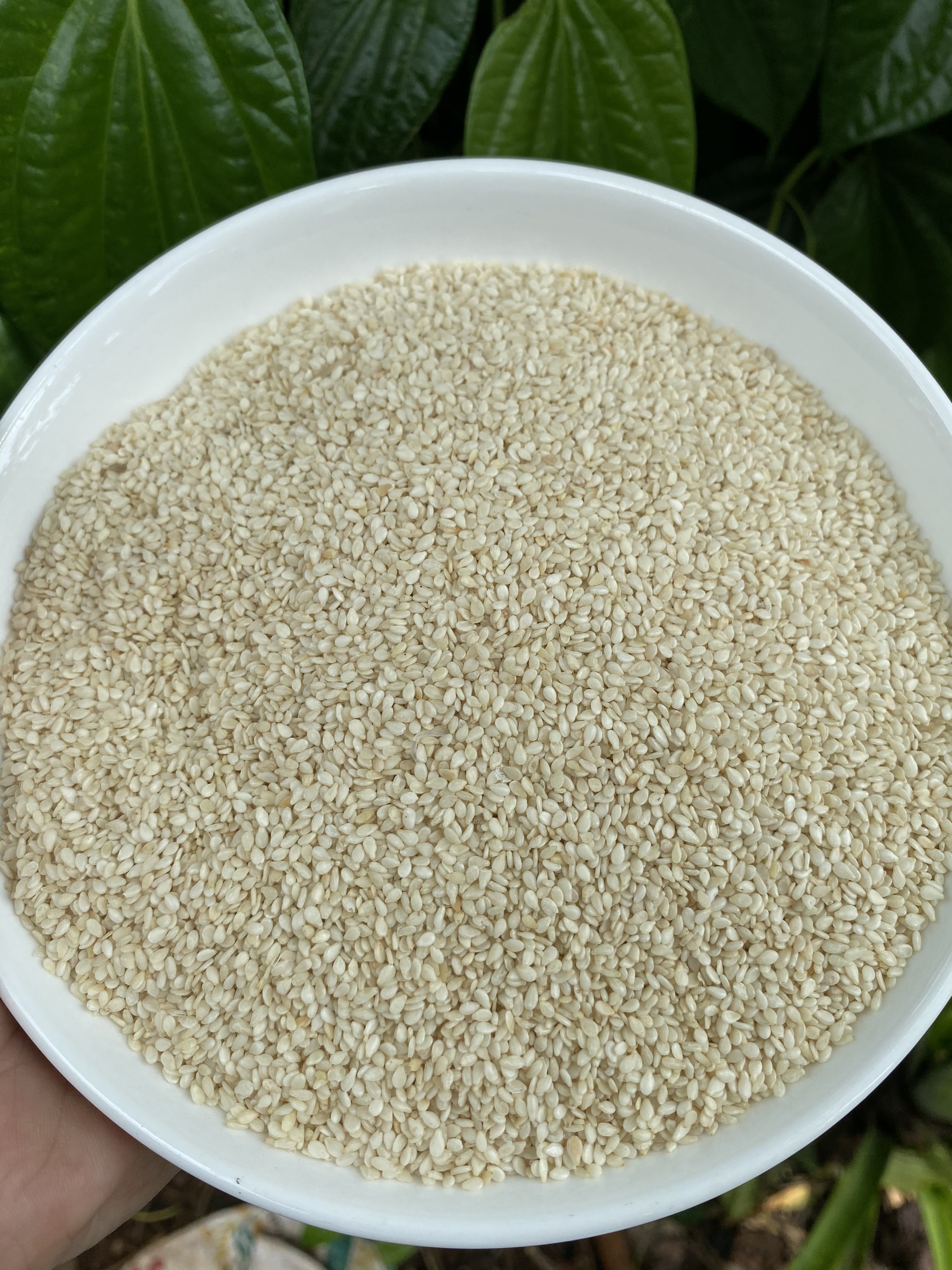 Mè trắng, mè đen túi 100g