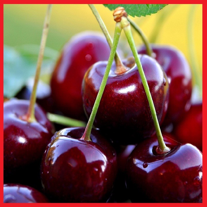 Cây giống cherry Brazil - C031