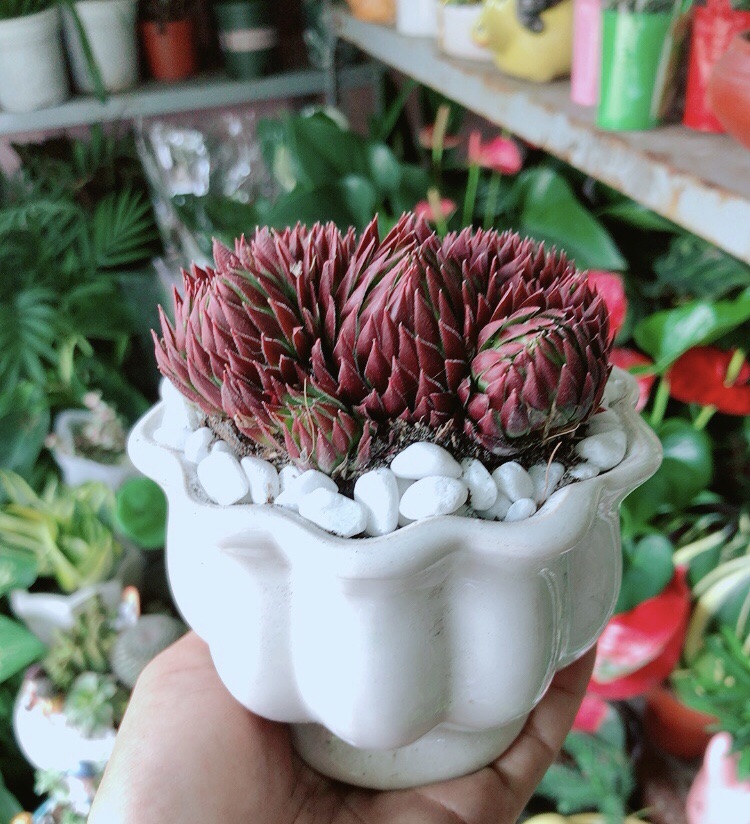 Chậu Sen Phật Bà Đỏ