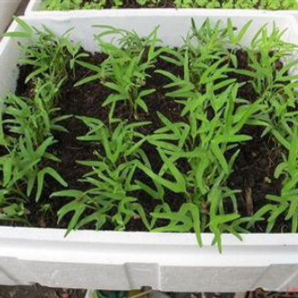 [ Gói 50g] Hạt giống Rau muống cực dễ trồng