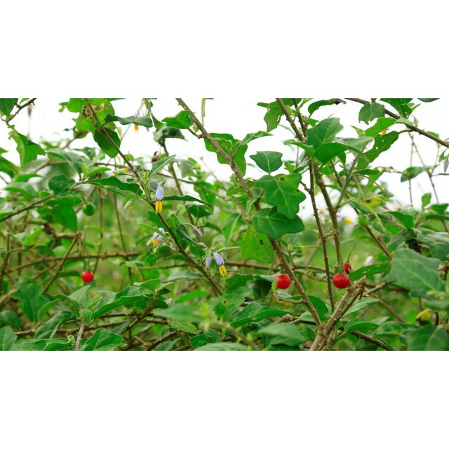 Cà Gai Leo sấy khô 100g