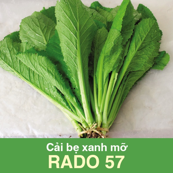 Hạt giống cải bẹ xanh mỡ 20gr