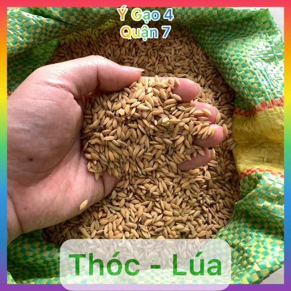 [Freeship Quận 7] Lúa (Thóc) cho chim, gà, gia cầm ăn Túi 1Kg - Hạt chắc cung cấp tốt dinh dưỡng và sức khỏe gia cầm