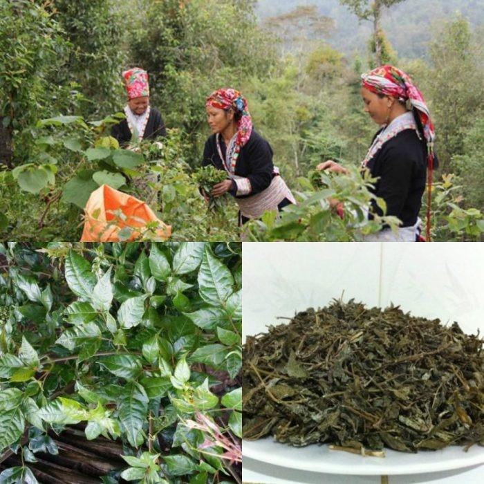 Trà dây - Chè dây Cao Bằng gói 1kg