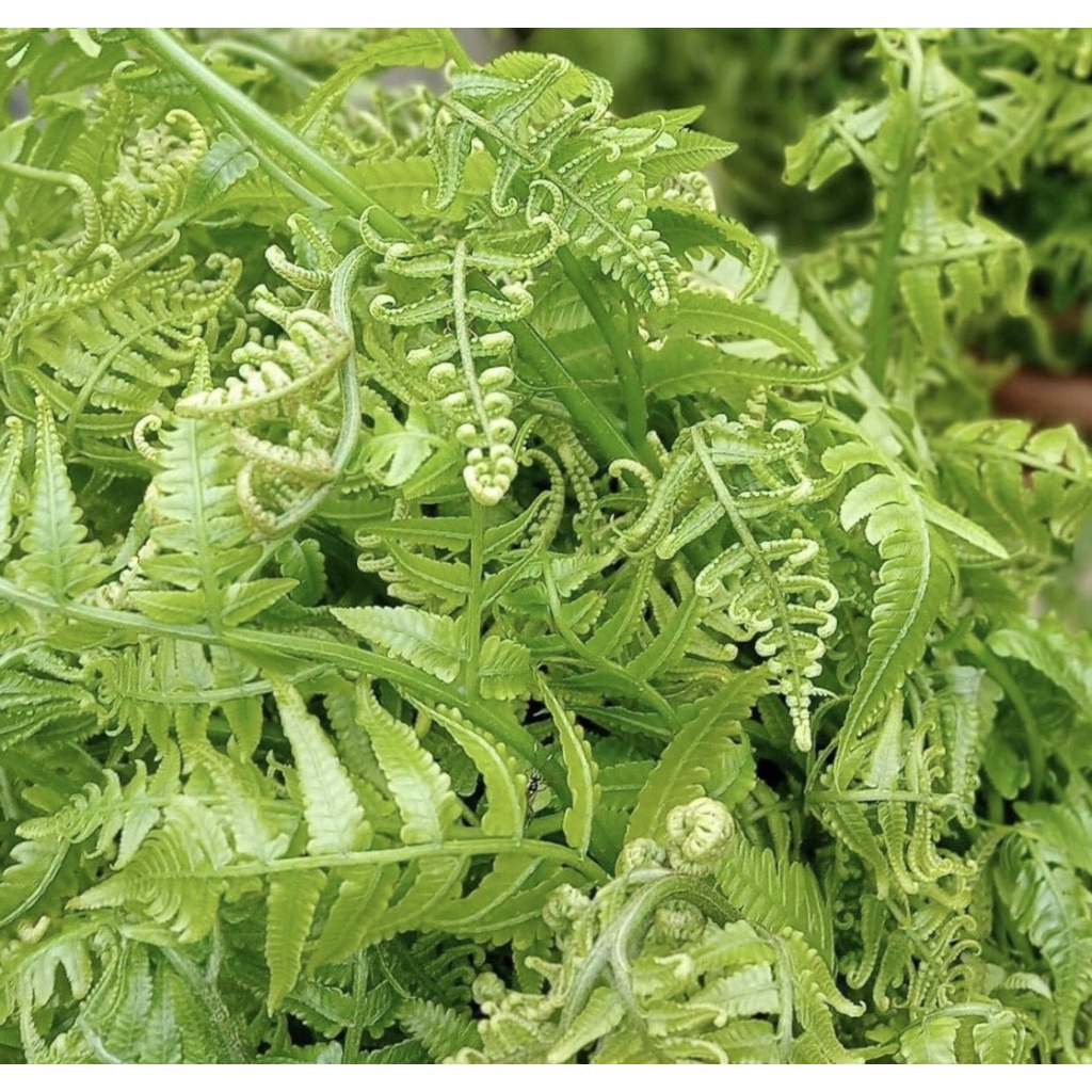 Giống cây rau dớn (bao sống)