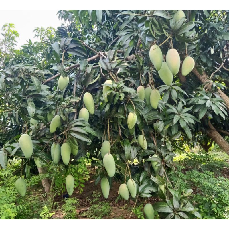 XOÀI TỨ QUÝ