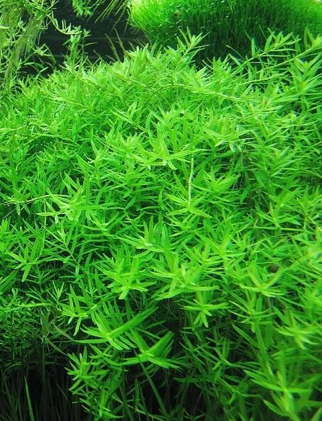 ROTOLA Xanh - VẢY ỐC XANH  (20 nhánh)