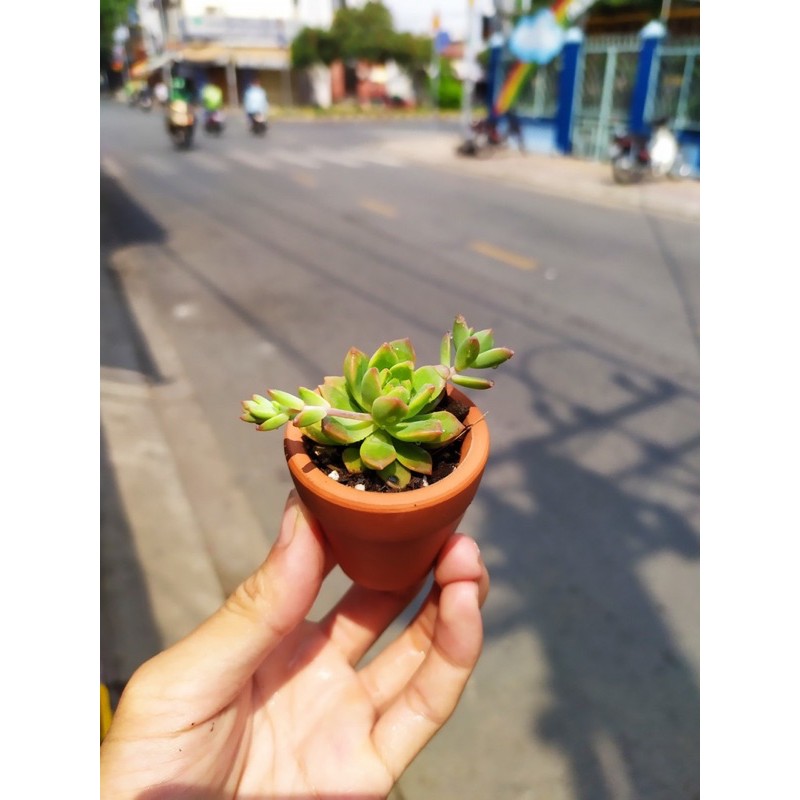Chậu sen đá mini