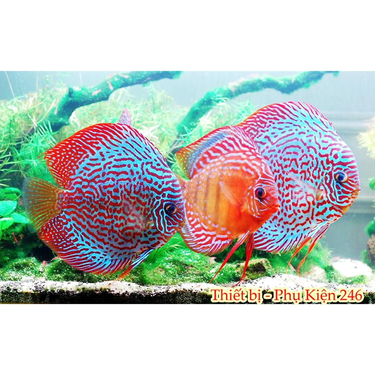Thức ăn cho cá dĩa khỏe đẹp Discus