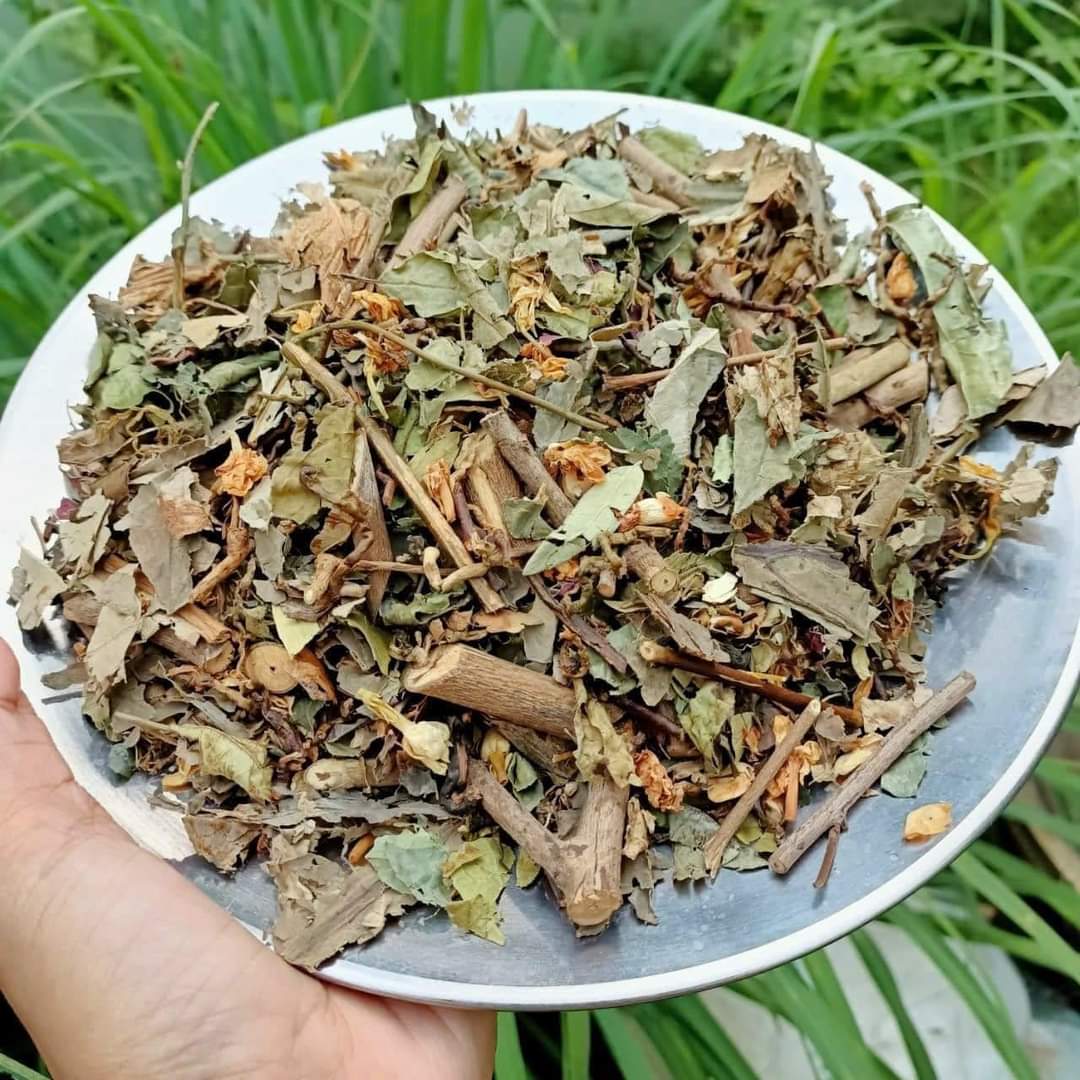 Lá nam giảm cân Cô Gái Núi