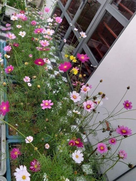 Hạt giống cúc sao nhái( cúc cánh bướm) 100 hạt