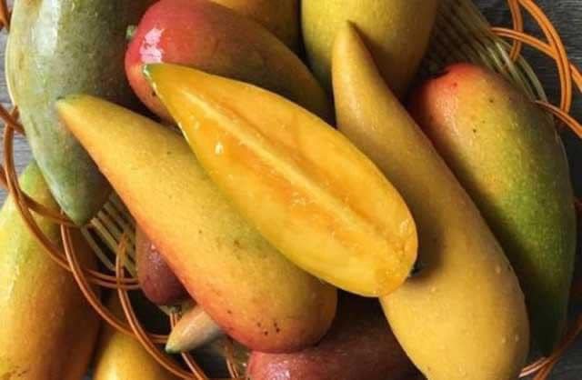 cây giống xoài ớt tí hon (cây ghép 18 tháng cho trái có bảo hành )