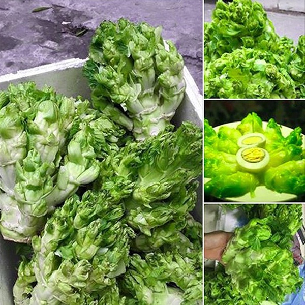 Hạt_giống_cải_mầm_đá 100 hạt