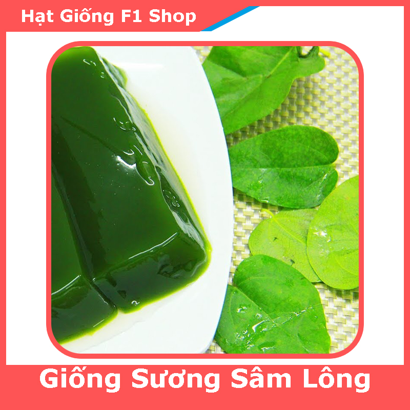 Hạt Giống Sương Sâm Lông Rừng - 30H (130.F1)