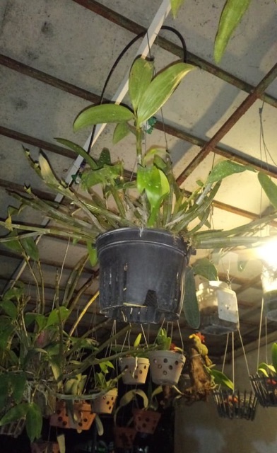 Hoa lan kiều vàng