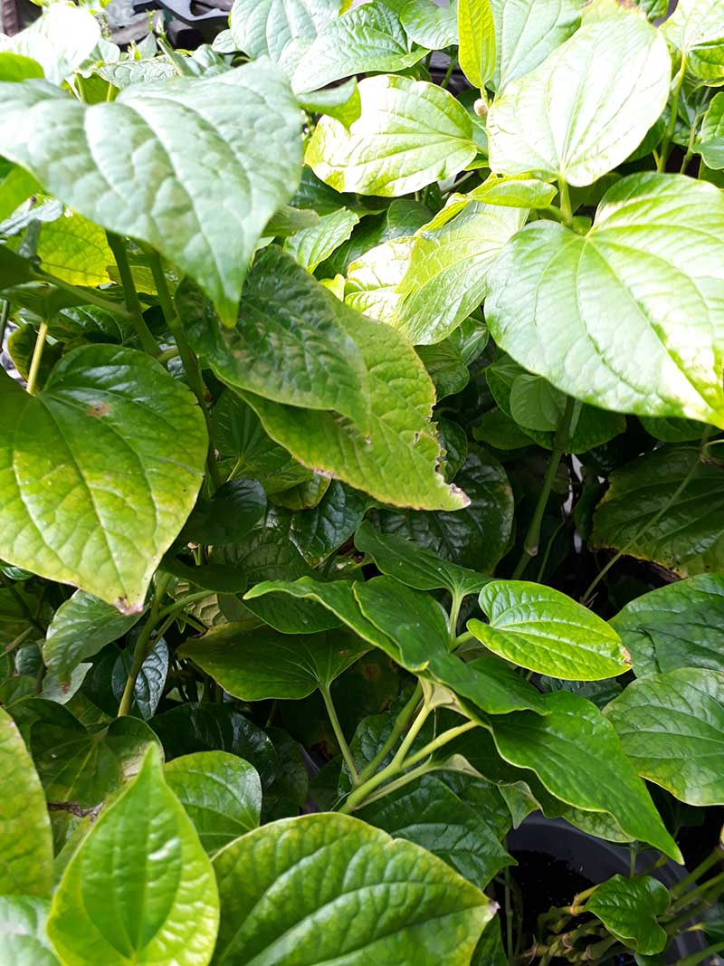 Cây lá lốt