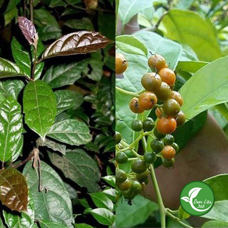 Xạ đen Hòa Bình (gói 1kg khô) - DL003
