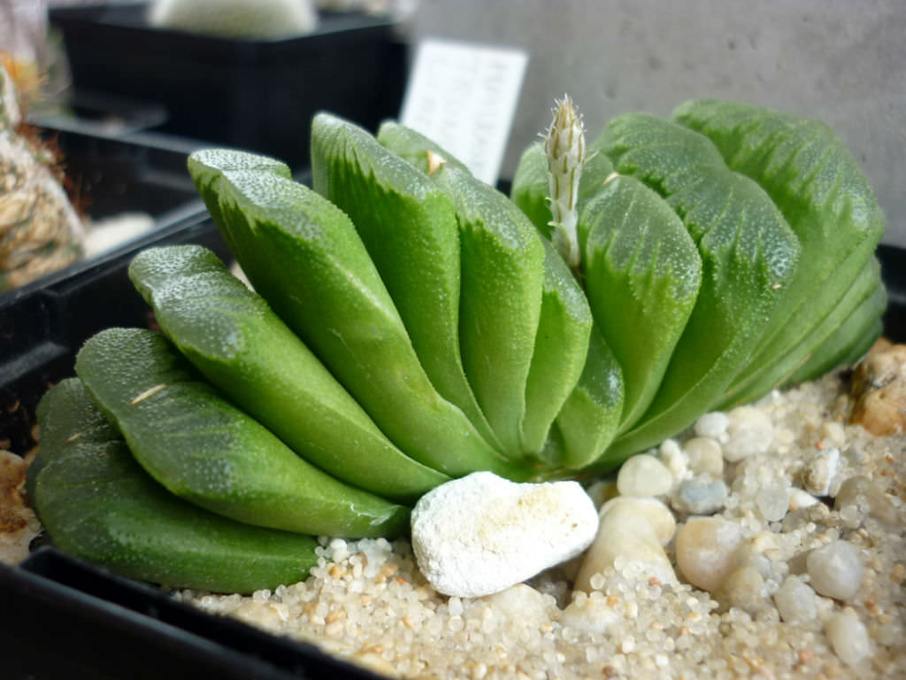 Sen Đá Haworthia Truncata