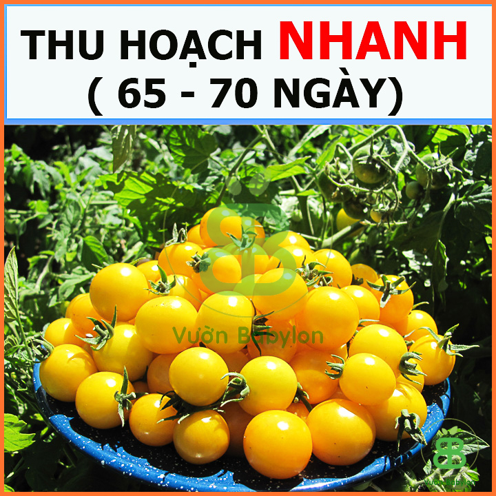 Hạt Giống Cà Chua Bi Lùn Vàng Sai Trái