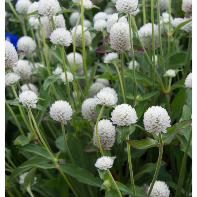 MJ304 GÓI 20 Hạt giống hoa cúc bách nhật trắng Trà cúc bách nhật giúp sáng mắt