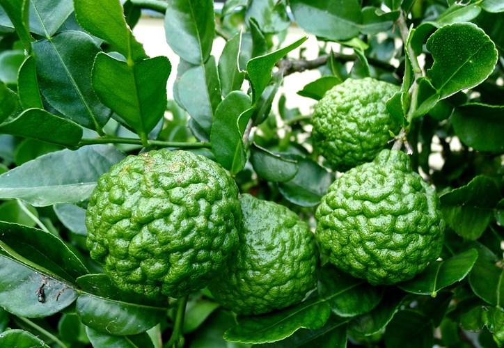 Cây Chanh Trúc ( Chanh Lá Số 8) - Chậu Rau Gia Vị