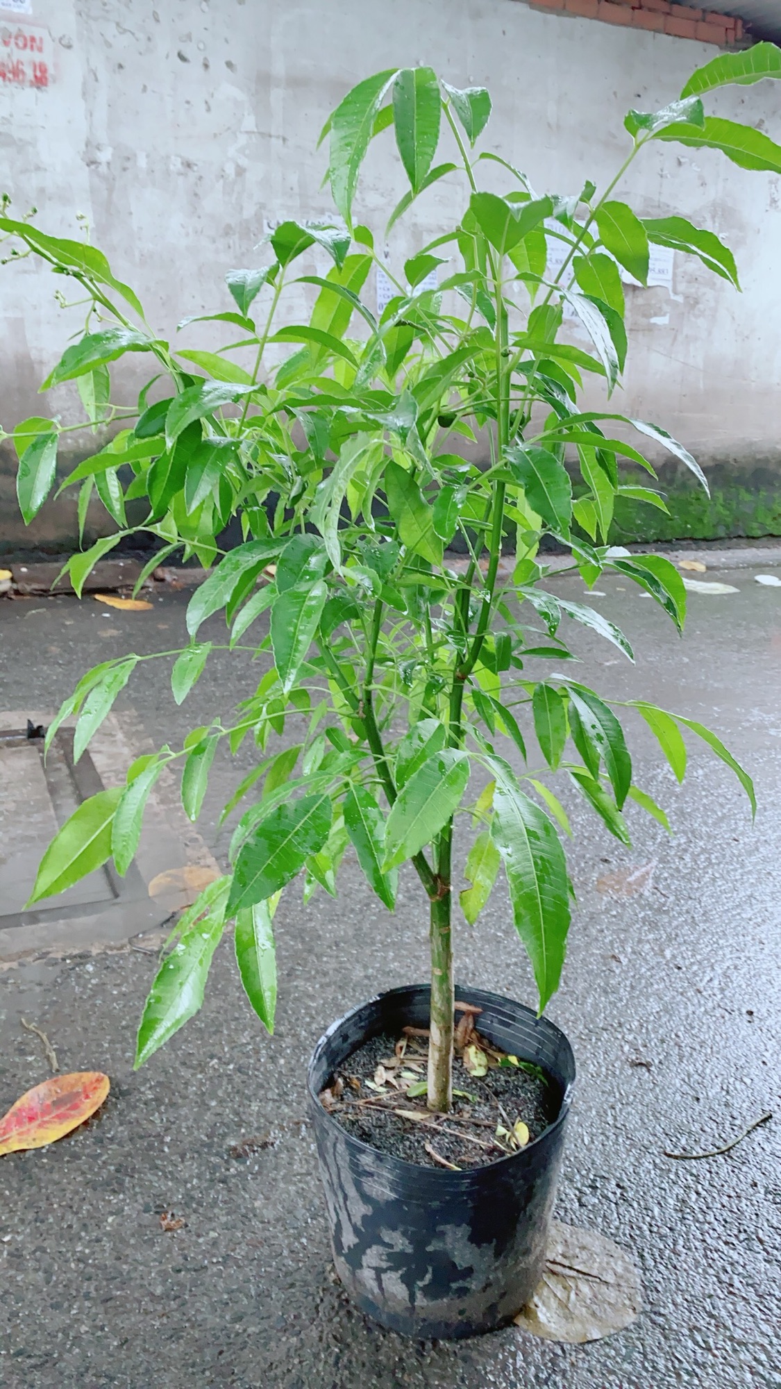 Cây Cóc Cho Sai Trái
