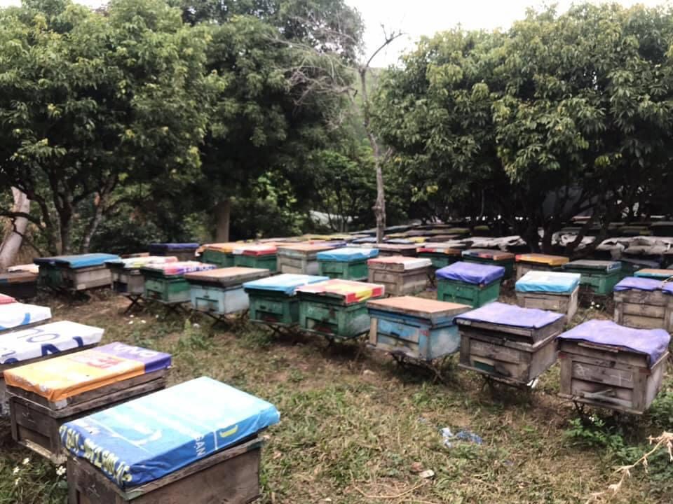 Mật Ong Hoa Nhãn Hưng Yên 1400gr