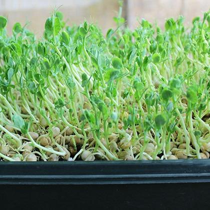 Hạt giống Mầm Đậu Hà Lan Gói 50gr