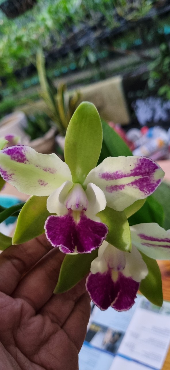 Giống Catt