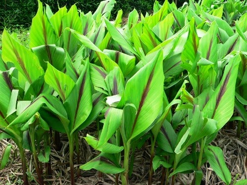 Cây nghệ vàng giống