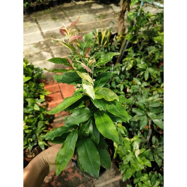 Cây Mai Trắng ( bạch mai ) SDFV