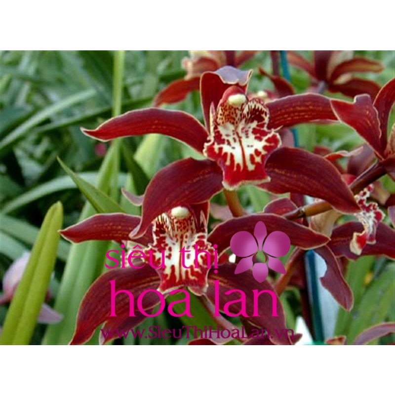 CHẬU ĐỊA LAN C.ỌP ĐỎ ( ĐỊA LAN ĐẦU ĐỎ)