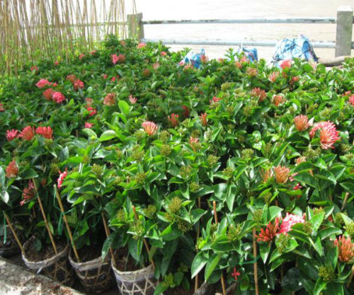 combo 3 bầu hoa mẫu đơn đỏ mỹ(hoa trang hồng đỏ)