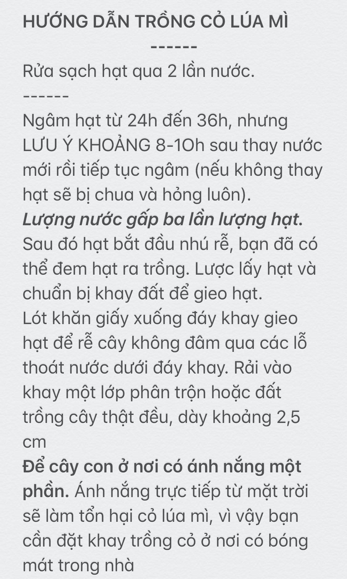 100g hạt giống cỏ lúa mì (cỏ lúa mạch/tiểu mạch) ươm nảy mầm.
