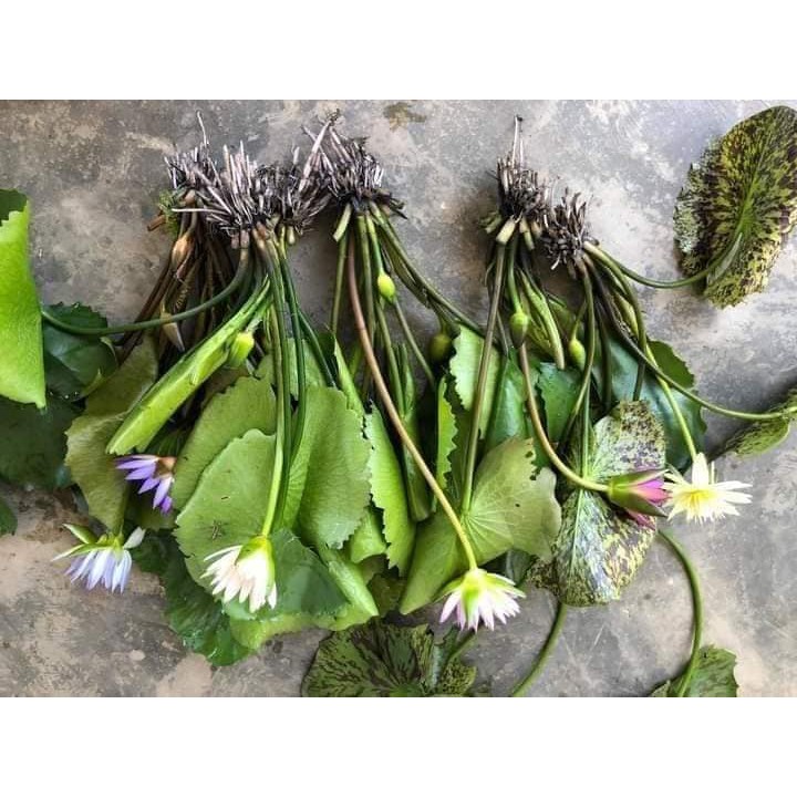 Set 10 cây hoa súng Thái đủ màu