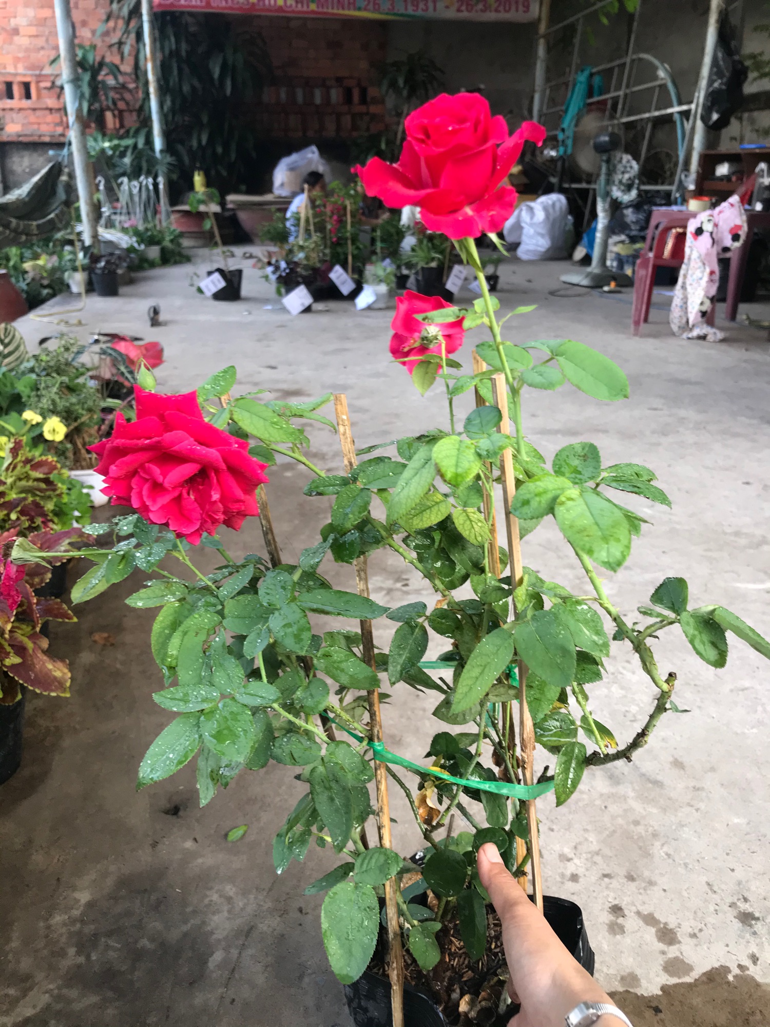 Caykiengsadec hoa Hồng Nhung + tặng phân bón